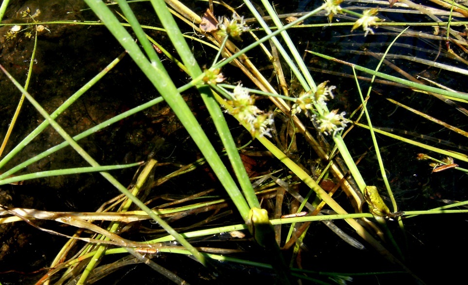 Raganella microscopica - Hyla sarda
